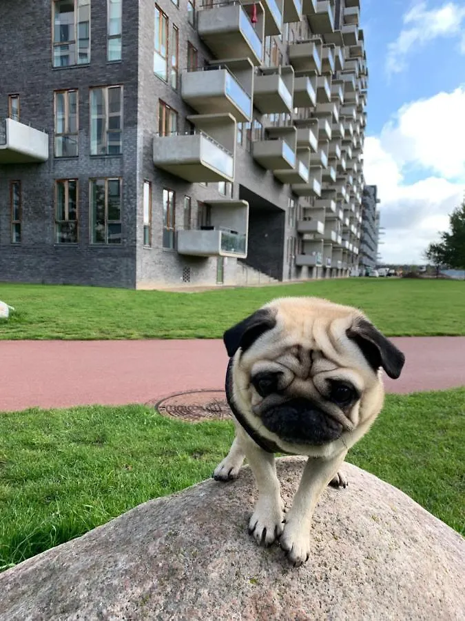 Cute Pug Guest Room Copenhagen 0*,  Denmark