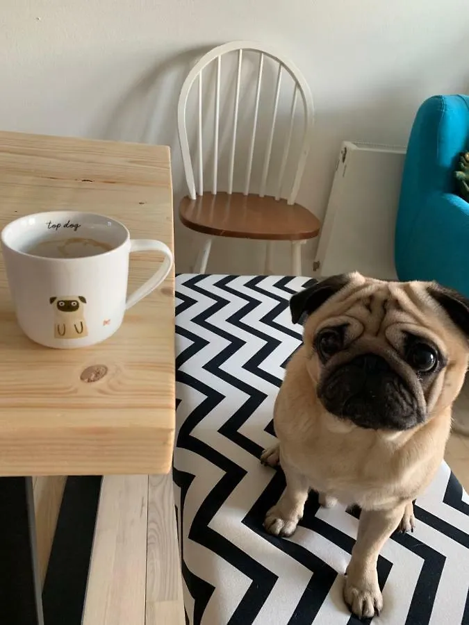 Homestay Cute Pug Guest Room Copenhagen