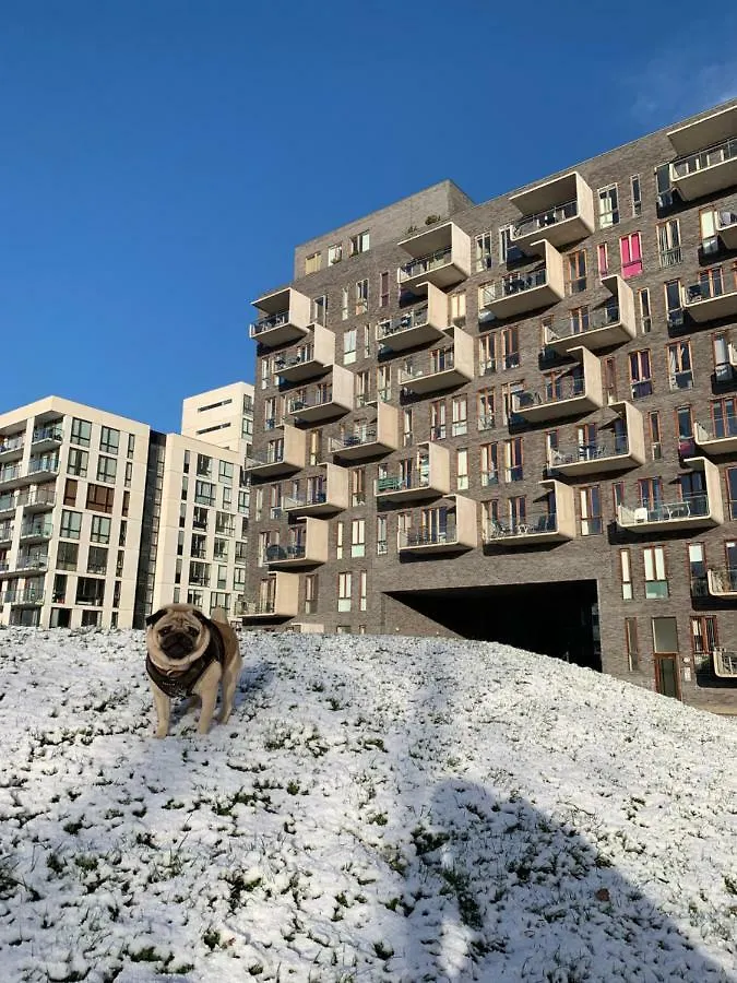 Cute Pug Guest Room Copenhagen Homestay