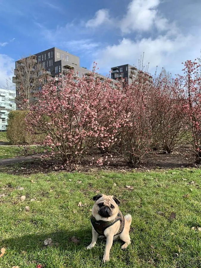 Cute Pug Guest Room Copenhagen 0*,  Denmark